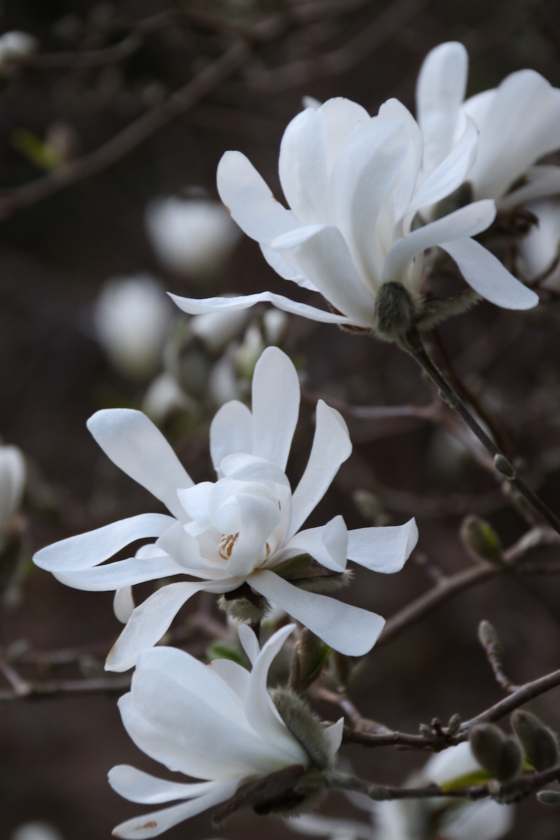 sieboldii